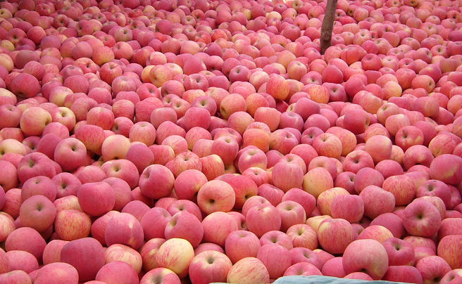 供应红富士 山东红富士苹果价格 山东红富士格