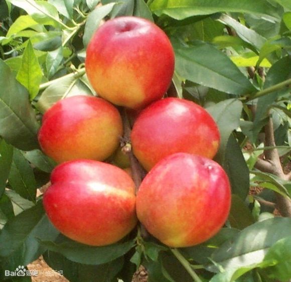 供应大棚油桃价格山东大棚油桃价格 油桃价格