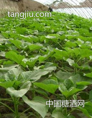 SH7105-三瑞农科食品