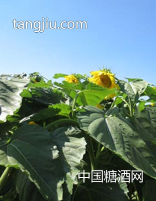 SH383-三瑞农科食品