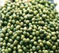 供应黄豆 绿豆 红腰豆 蚕豆