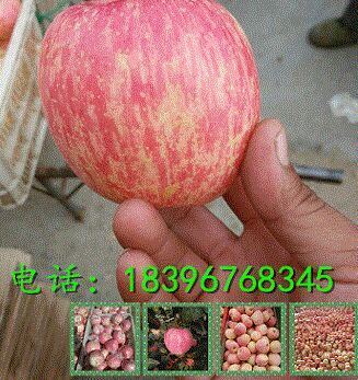 供应山东苹果-红富士苹果批发基地今日价格行情