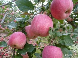 供应红富士苹果价格//新山东红富士苹果产地报价