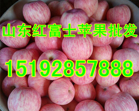 山东红富士苹果价格