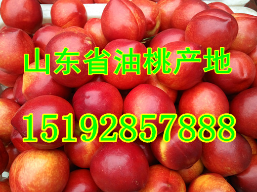 山东省大棚油桃今年价格