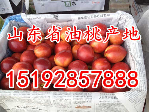 今日山东油桃价格/大棚油桃价格