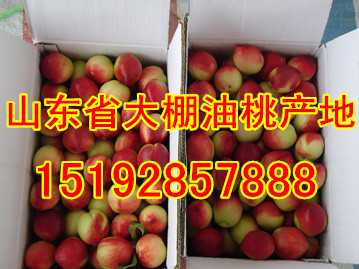 山东油桃格大棚油桃市场格