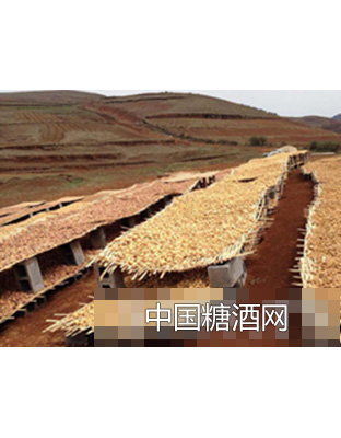 玛卡自然晾干