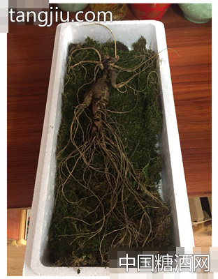 石柱山参