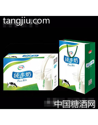 洋美人纯牛奶