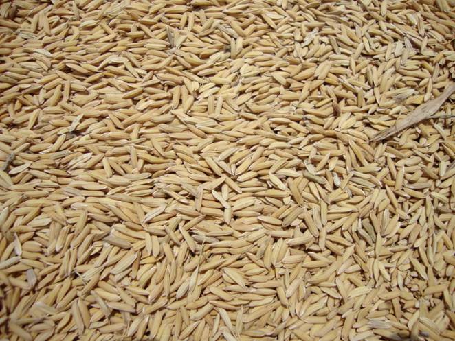 东北 优质稻谷 低价批发