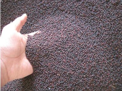 供应优质进口油菜籽