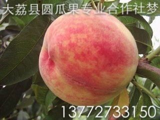 沙红桃#图片大全沙红桃价格