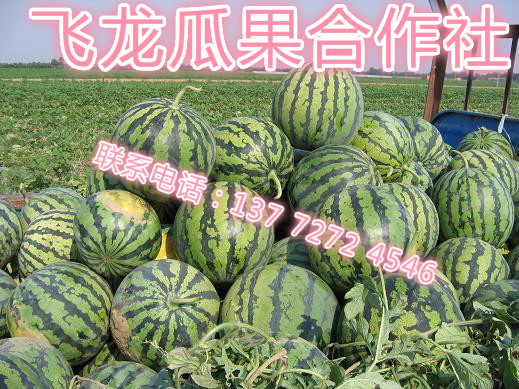 供应大荔西瓜价格 西瓜供应商 价格西瓜批发