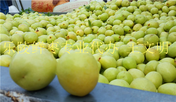 枣农手摘优质鲜梨枣产地价格