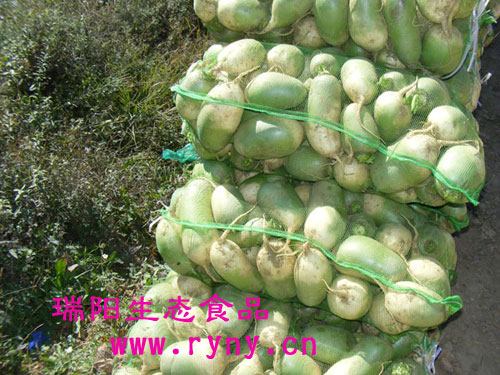 供应新密高山种植白萝卜