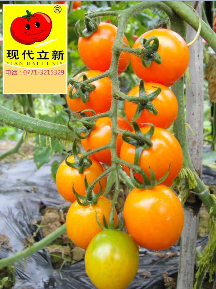 广西高端水果西红柿种子黄小蜜