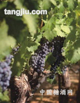塞浦路斯葡萄原酒4