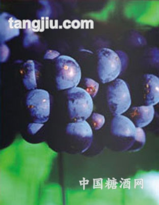 新西兰葡萄原酒