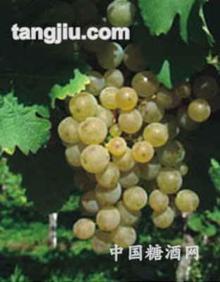 澳大利亚葡萄原酒2