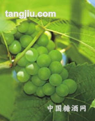 塞浦路斯葡萄原酒2