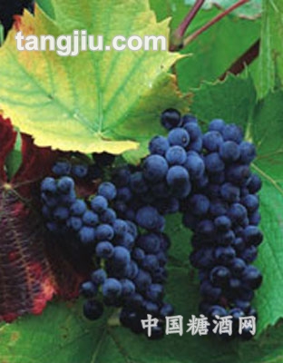 西班牙葡萄原酒