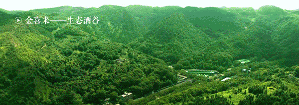 金喜来酒 (1).gif