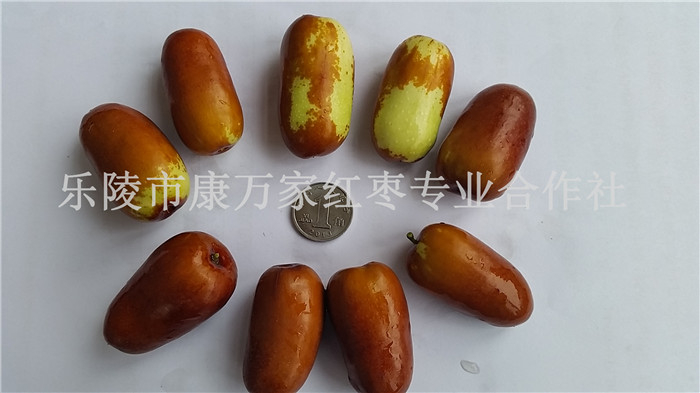 供应手摘精选乐陵长红枣产地代办