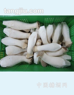 杏鲍菇（木之缘）