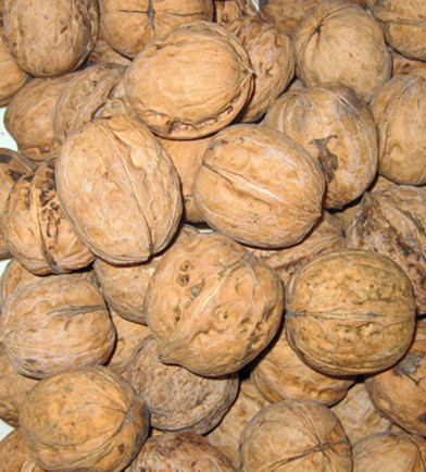 供应纸皮核桃