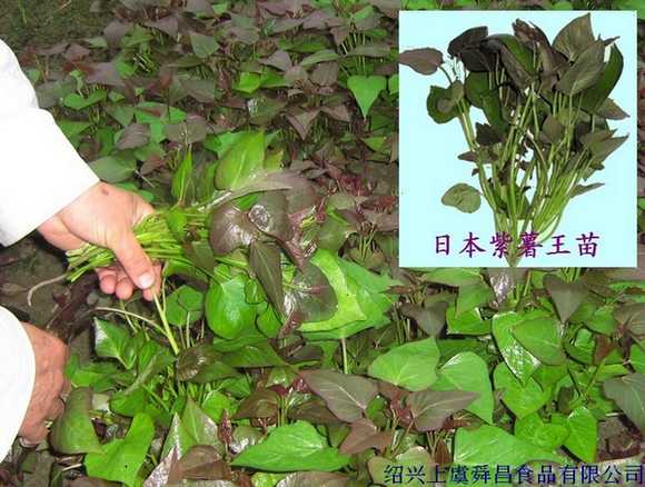 供应紫薯苗（紫薯王）