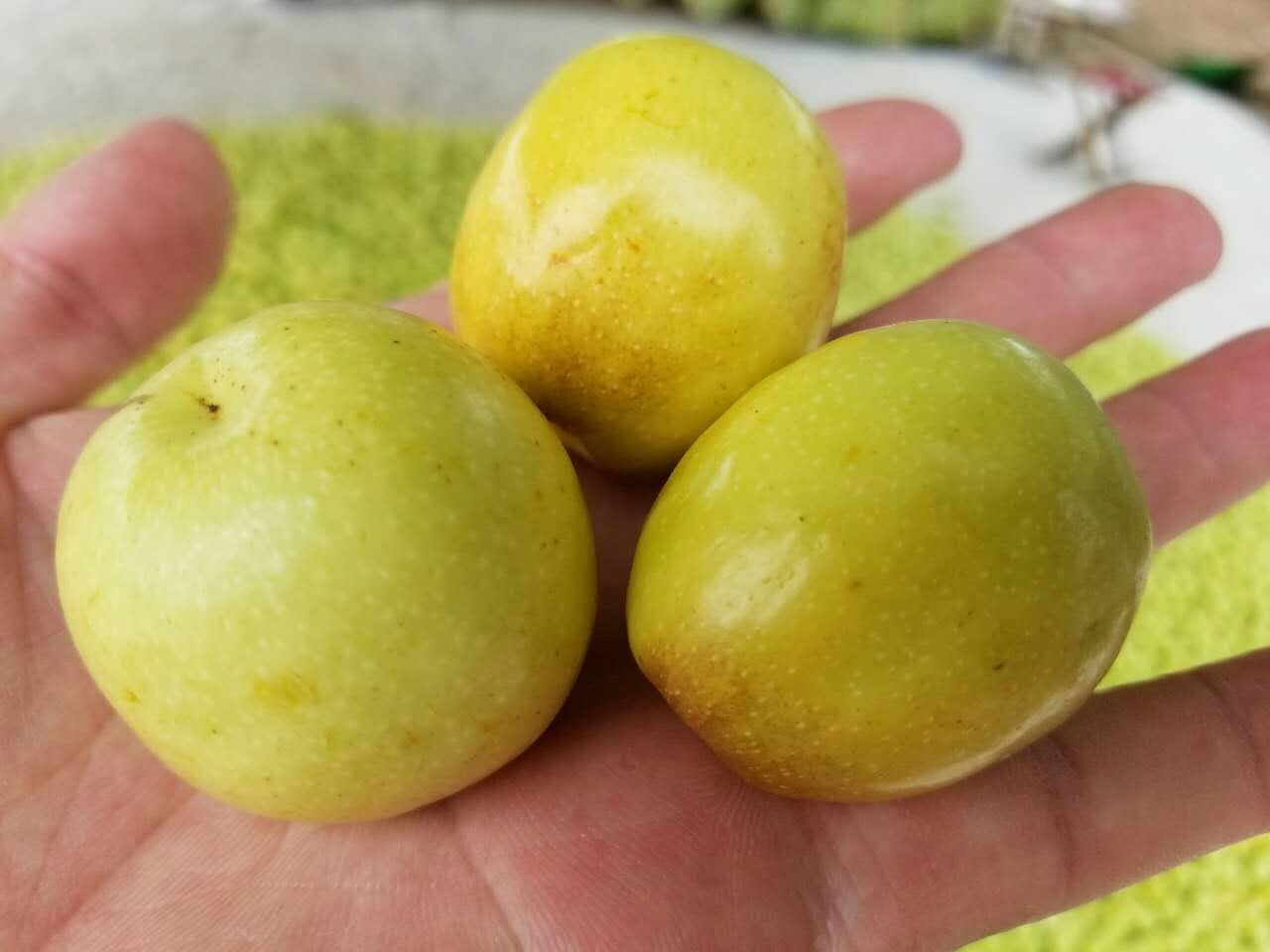 鲜大枣产地