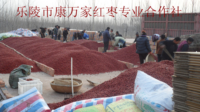 产地诚信乐陵金丝小枣经纪人