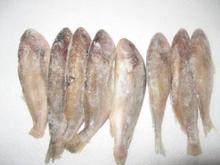 供应印尼海鲜白菇鱼 鲳鱼 鳕鱼片批发