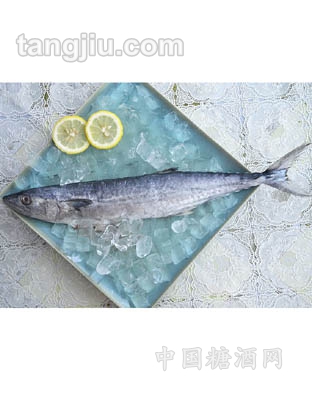 鲜速冻马鲛鱼