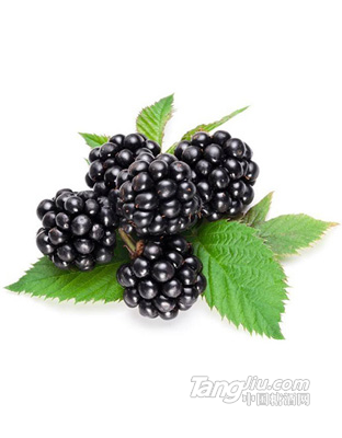 百汇园黑莓鲜果