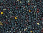 进口油菜籽