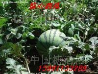 供应陕西大棚西瓜价格趋势，大棚西瓜