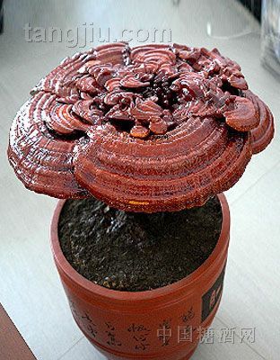 灵芝