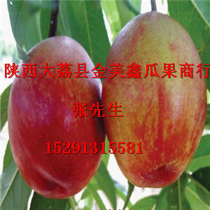 陕西46-28油桃价格