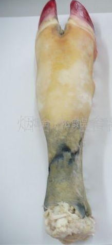 冷冻牛肺 牛 牛尾批发