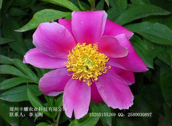 供应靛玉红