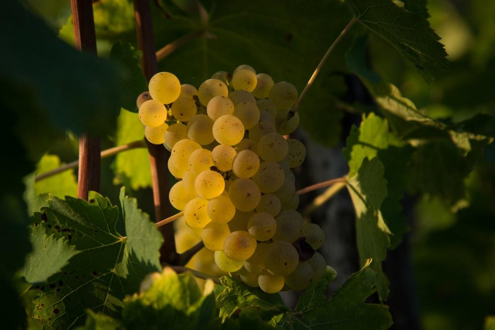 意大利TENIMENTI CIVA亮相5.21-23第36届Interwine国际名酒展