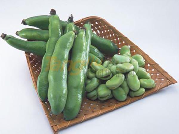 蚕豆 (3).jpg