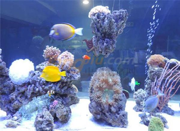 2019第十三届山东国际糖酒会周边旅游景点推荐——大明湖海底世界 (4).jpg